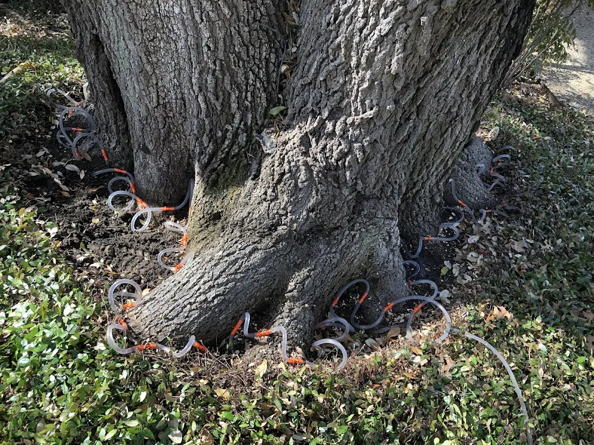 Detailed Tree Cabling and Bracing job site in Hettick