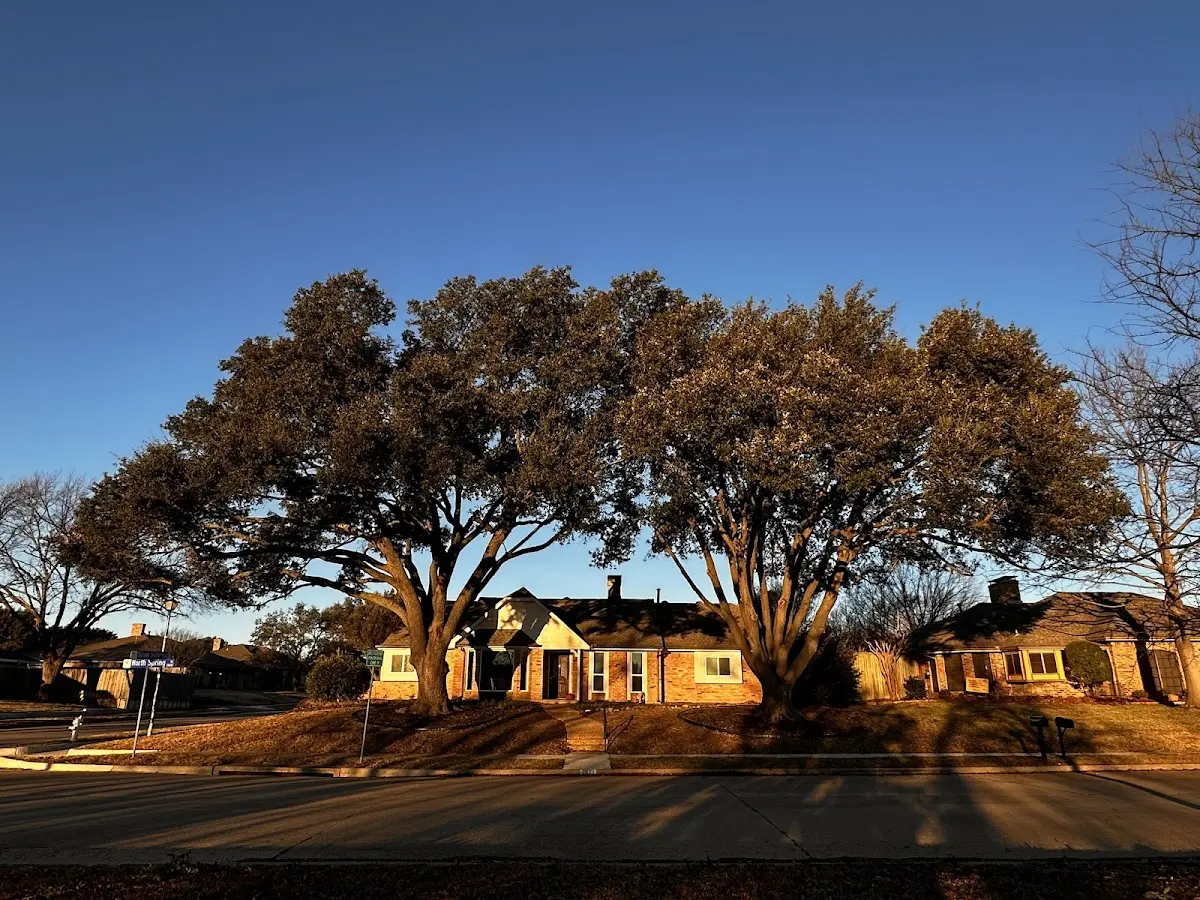 Established residential canopy tree shading a home in Hettick